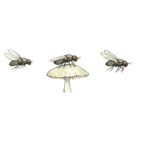 Fly landing sequence: approaching glow, landing on cap, departing with spore dust on legs